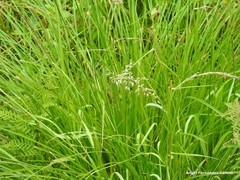 Pseudarrhenatherum longifolium