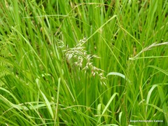 Pseudarrhenatherum longifolium