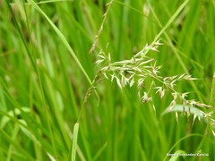 Pseudarrhenatherum longifolium