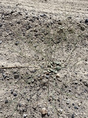 Eriogonum nutans glabratum