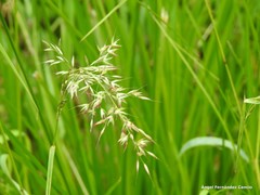 Pseudarrhenatherum longifolium