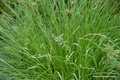 Pseudarrhenatherum longifolium