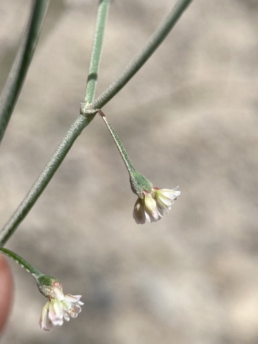 Eriogonum nutans var. glabratum