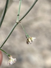Eriogonum nutans glabratum