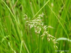 Pseudarrhenatherum longifolium