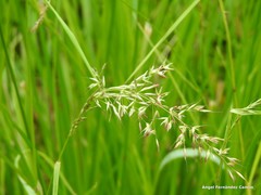 Pseudarrhenatherum longifolium
