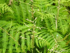 Pseudarrhenatherum longifolium