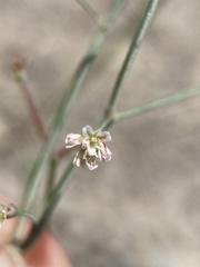 Eriogonum nutans glabratum