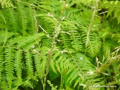 Pseudarrhenatherum longifolium