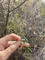 Lonicera subspicata subspicata