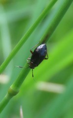 Capsus