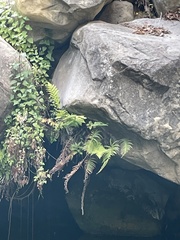 Pelazoneuron puberulum sonorense