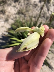 Caplothorax melanopterus