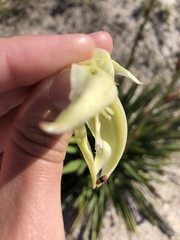 Caplothorax melanopterus