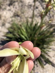 Caplothorax melanopterus