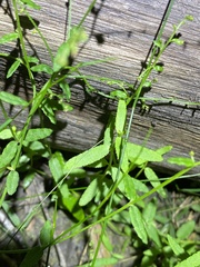 Gonocarpus chinensis