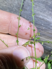 Gonocarpus chinensis
