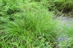 Pseudarrhenatherum longifolium