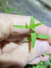 Gonocarpus chinensis