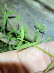 Gonocarpus chinensis