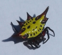 Gasteracantha sanguinolenta
