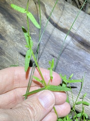 Gonocarpus chinensis