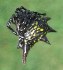 Gasteracantha sanguinolenta