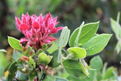 Exobasidium vaccinii-uliginosi