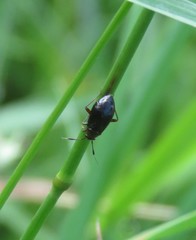 Capsus