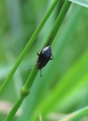 Capsus