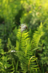 Eriophorum viridicarinatum
