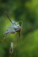Eriophorum viridicarinatum