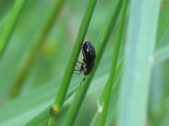 Capsus