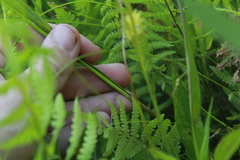 Eriophorum viridicarinatum