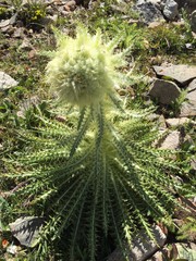 Cirsium scopulorum