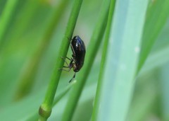 Capsus