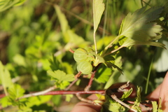 Ribes hirtellum