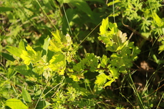 Ribes hirtellum