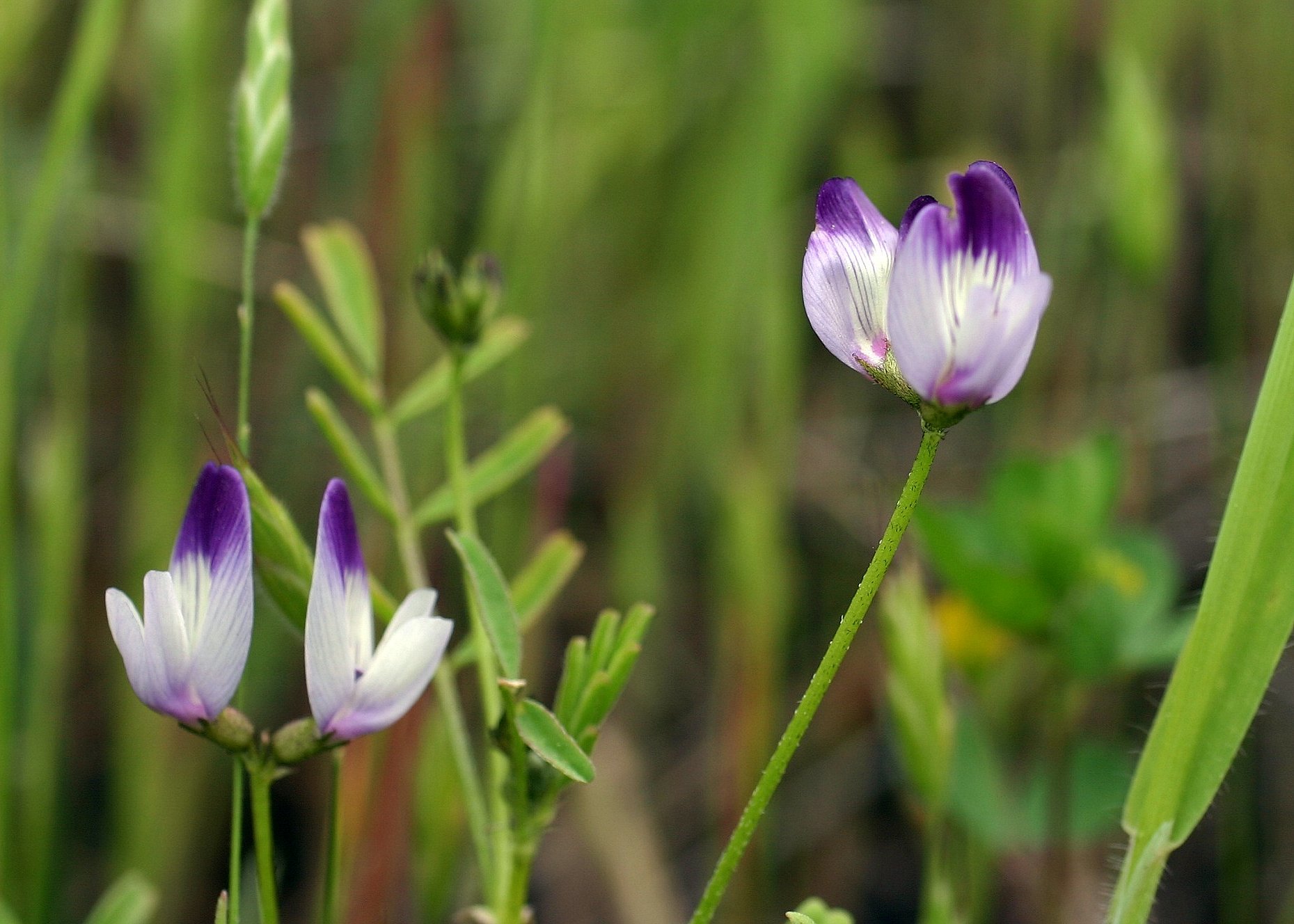Astragalus rattanii
