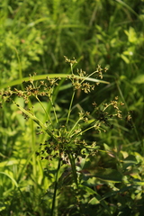 Scirpus expansus