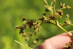 Scirpus expansus