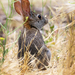 Brush Rabbit - Photo (c) Erica Fleniken, some rights reserved (CC BY-NC), uploaded by Erica Fleniken