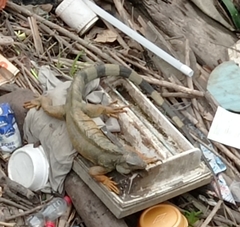 Iguana iguana