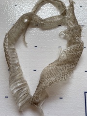 Pituophis catenifer