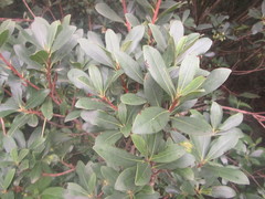 Ternstroemia sylvatica