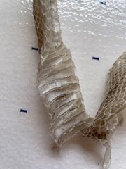 Pituophis catenifer