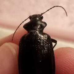 Calosoma marginale