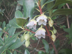 Ternstroemia sylvatica