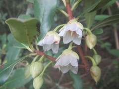 Ternstroemia sylvatica