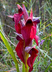 Bilamellaria